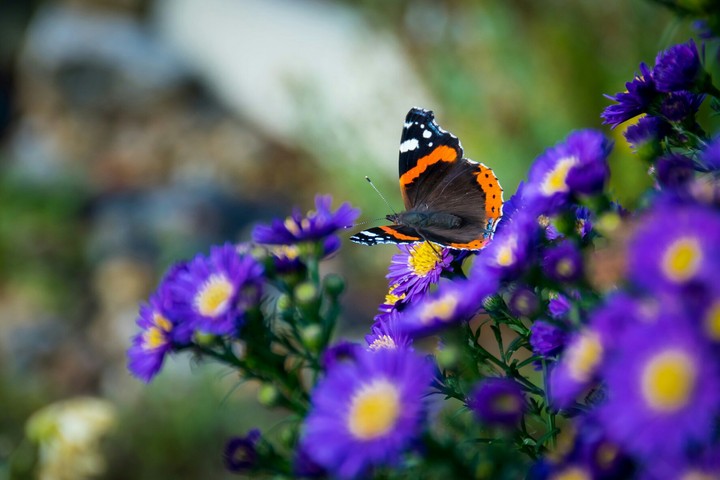 beautiful butterfly