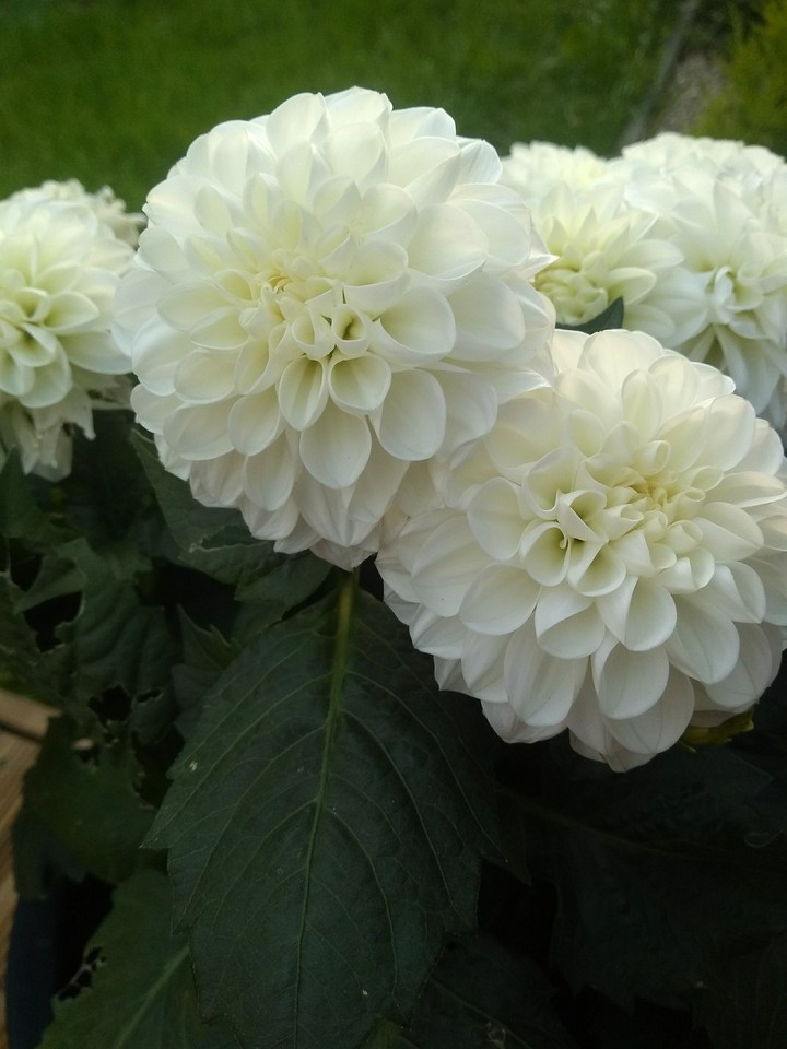 Flowers
