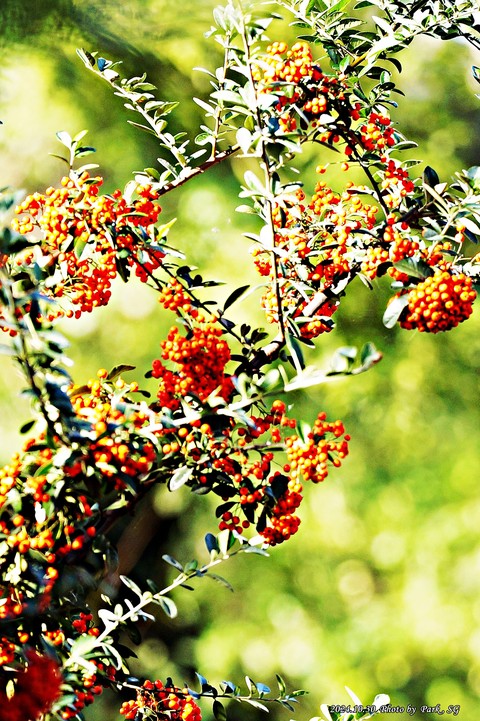 papéis de parede fruit, plant