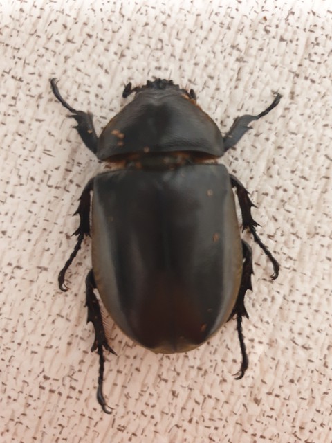 beetle, insect wallpapers