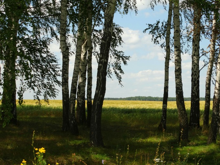 field