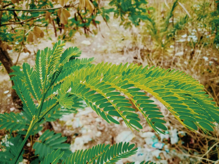 nature club