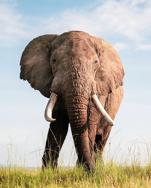 Safari, animal háttérképek