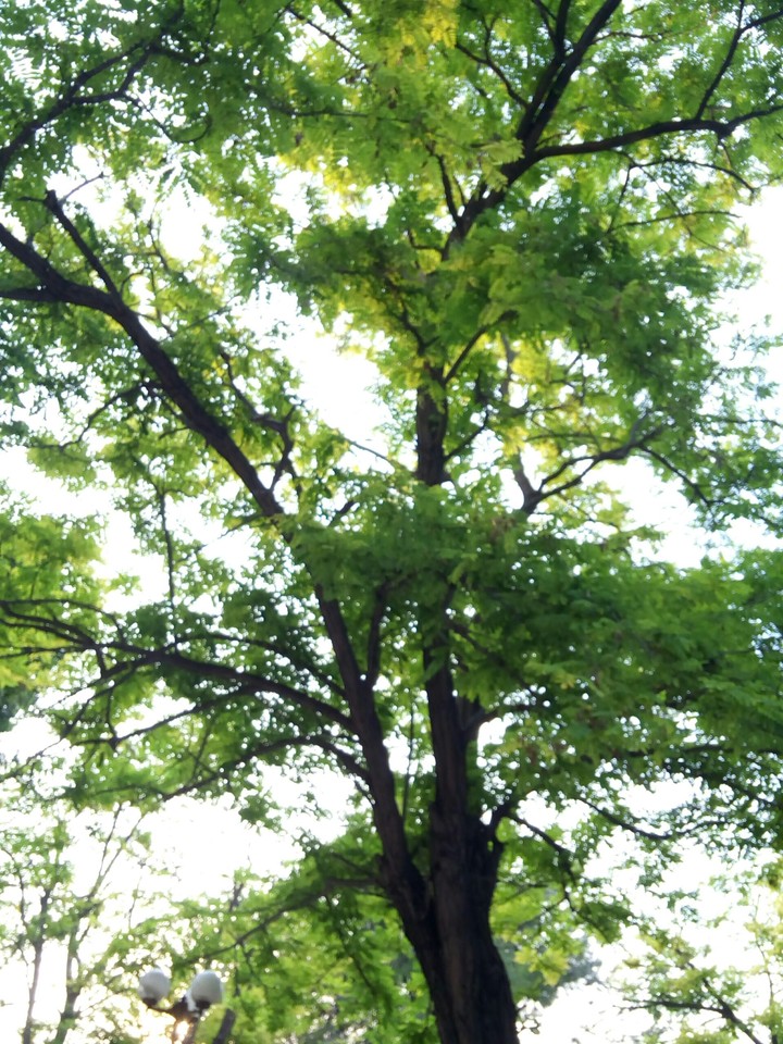 a tree