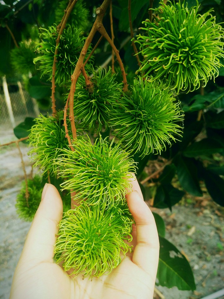 Fruits
