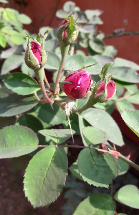 Red Rose