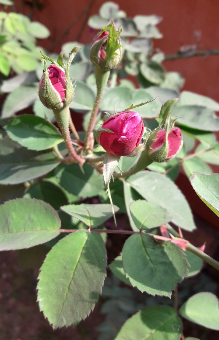 Red Rose