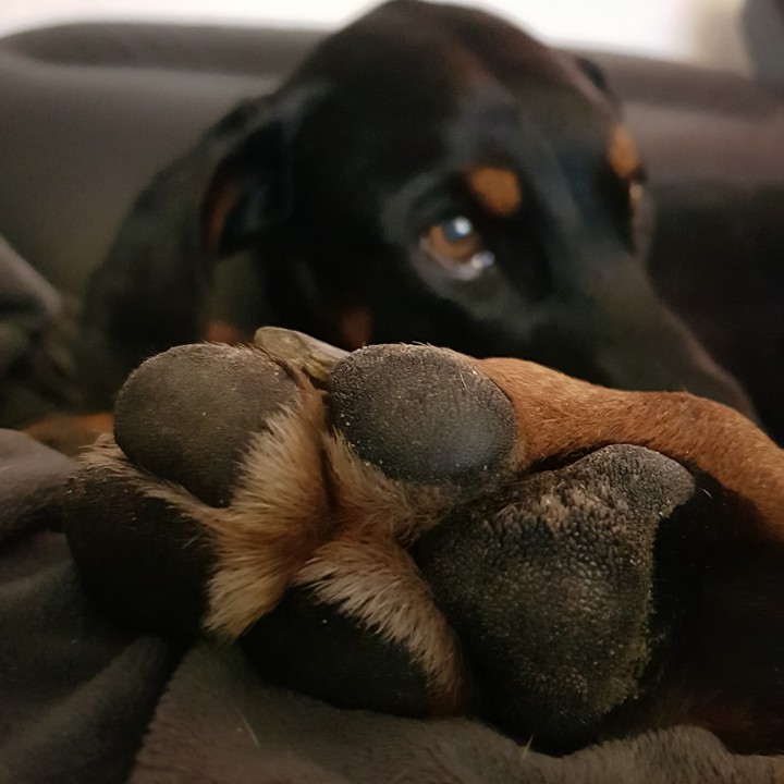 Dobermann
