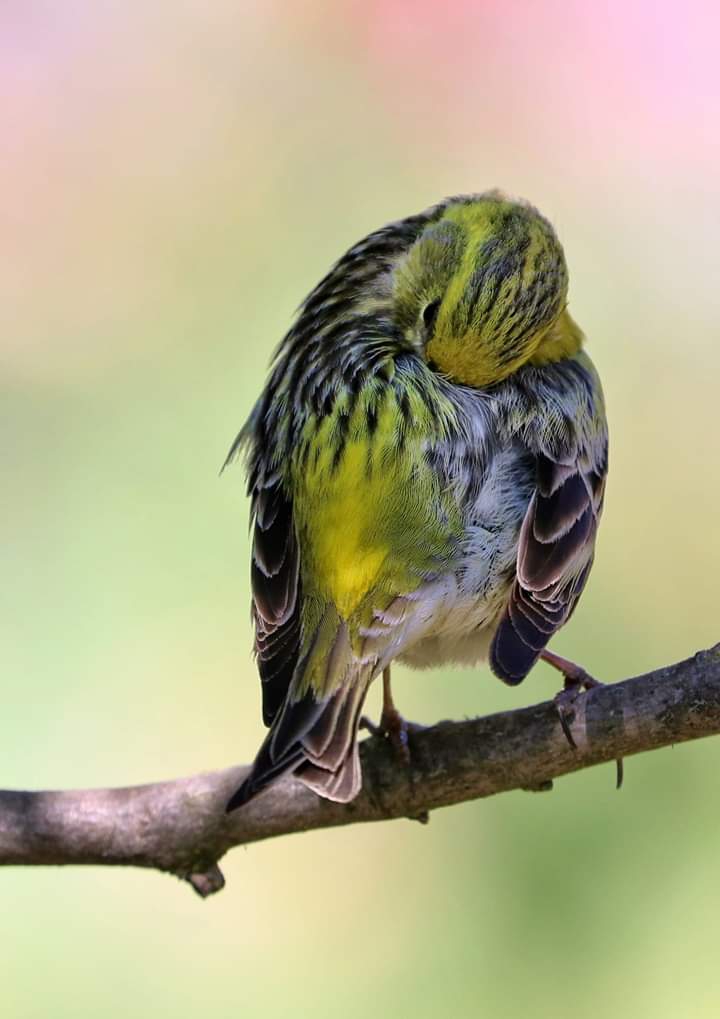 Bird
