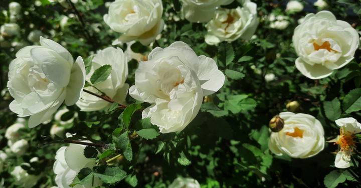 Roses