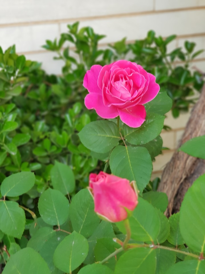 rose
