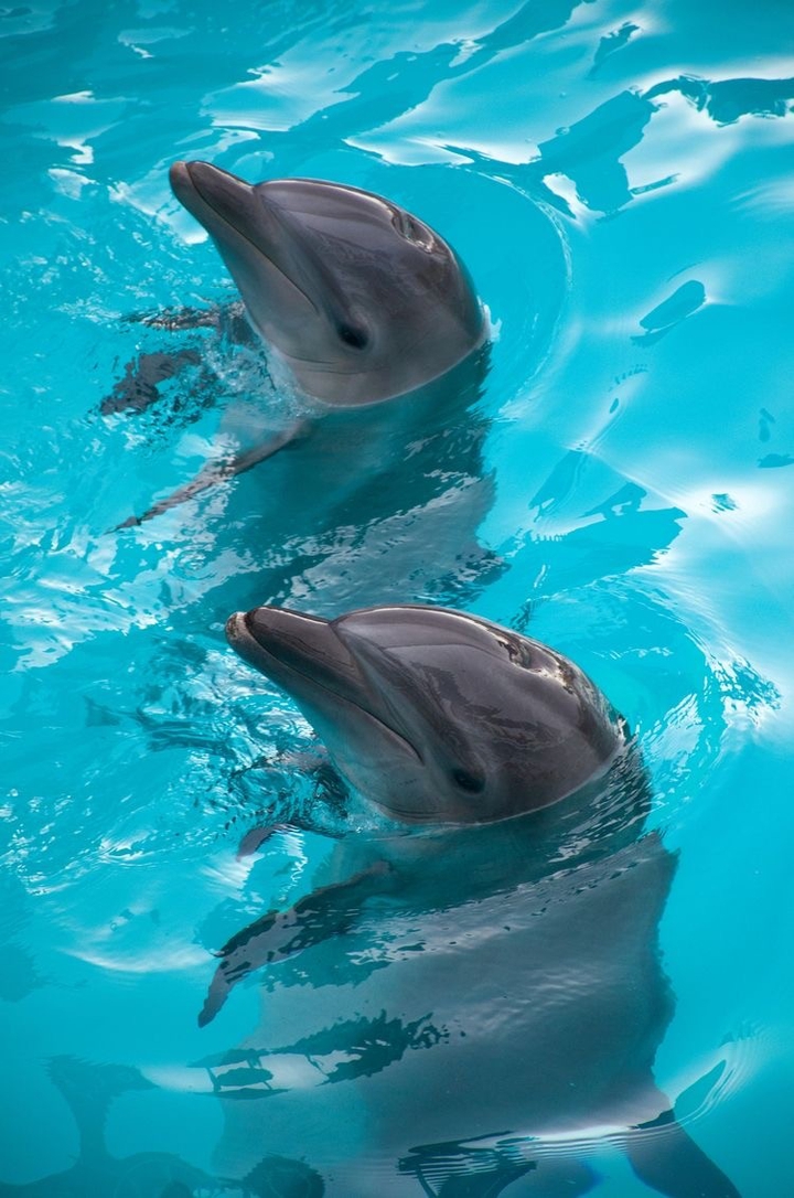 two dolphins