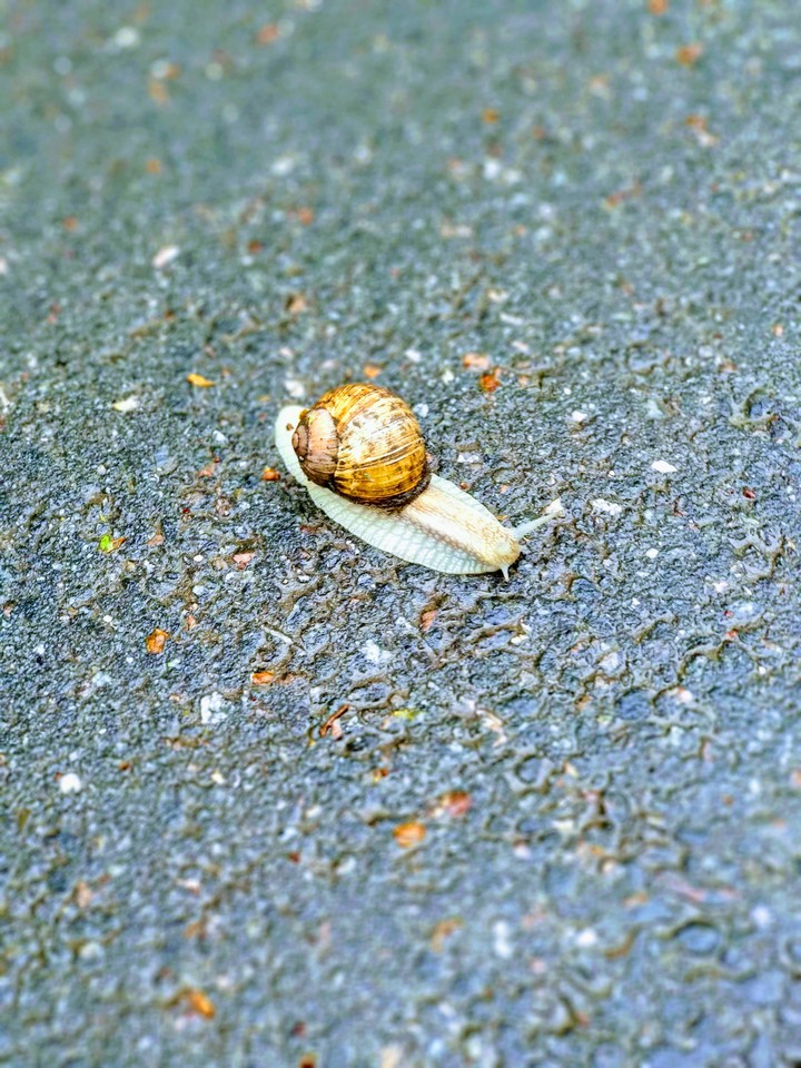 snail