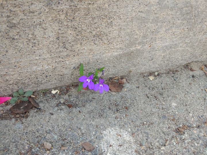 flowers