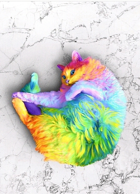 rainbow cat