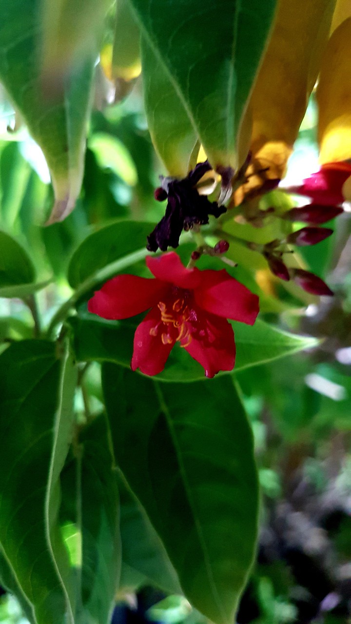 Nice flower