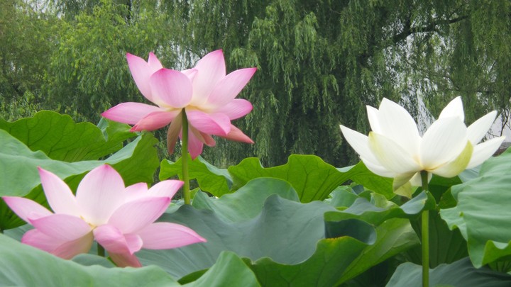 lotus
