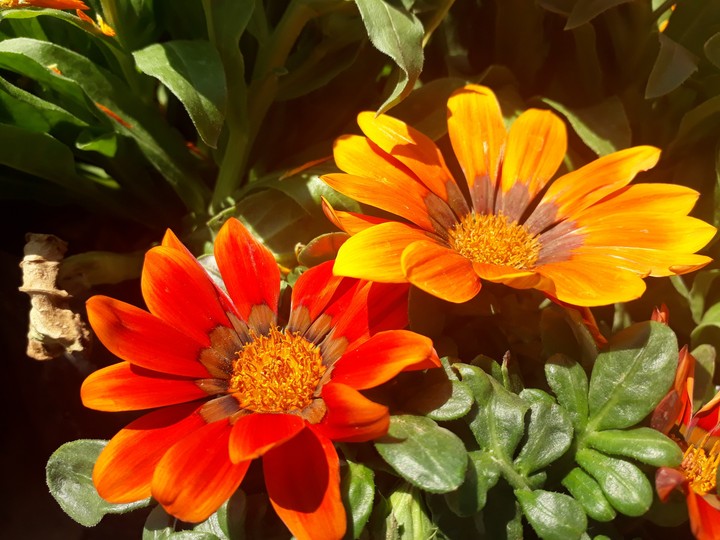 beautiful flowers