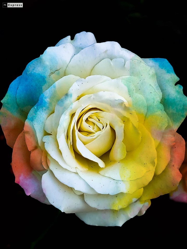 Rose flower