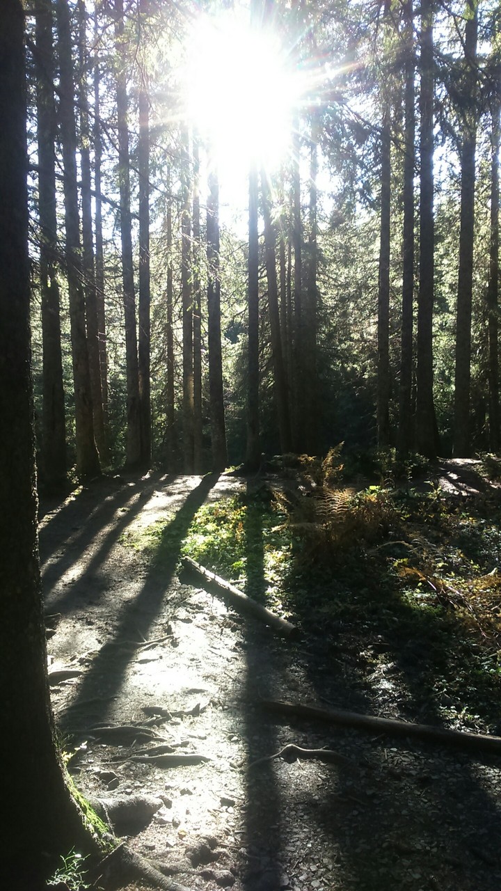 Лес, Карпаты