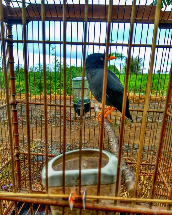 one munggu raya indonesia