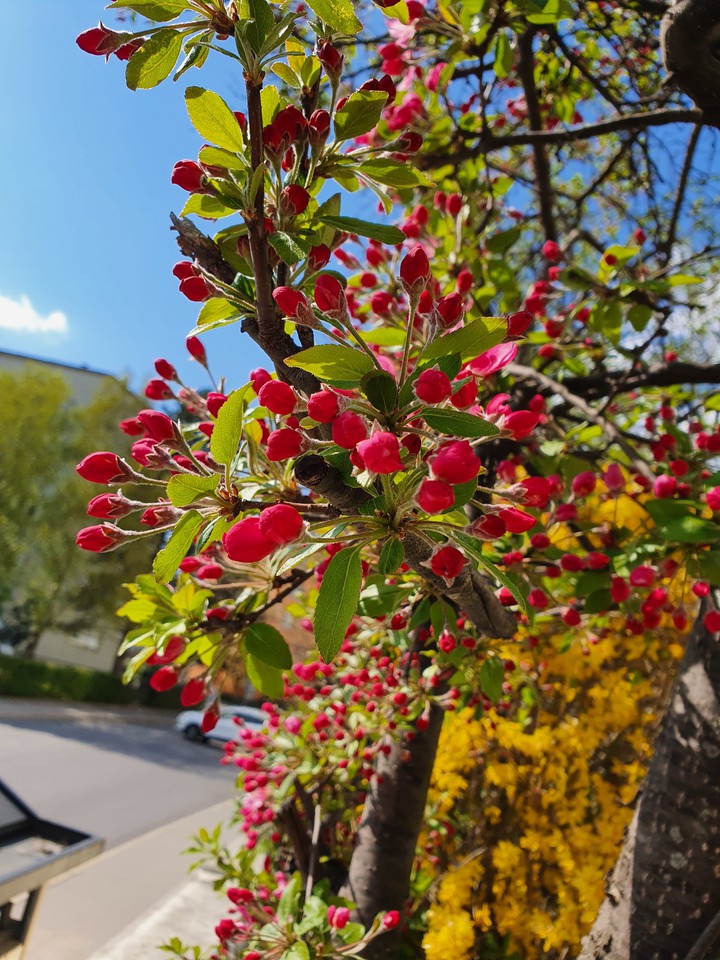 Spring