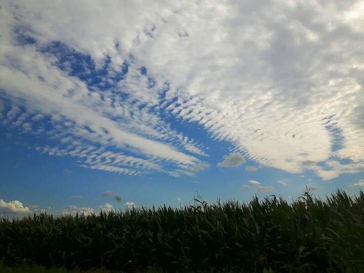 Corn field