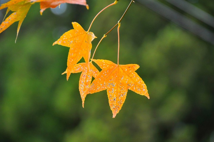 Fall