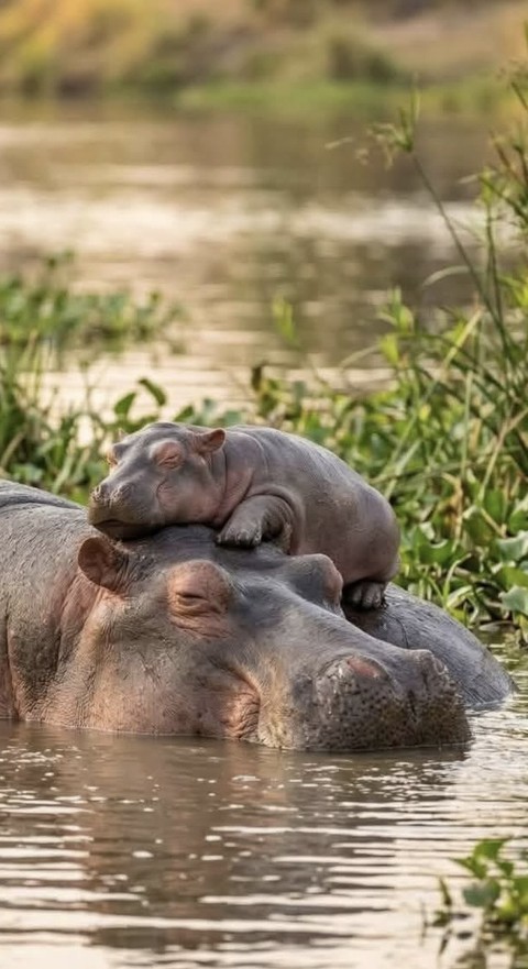 hippopotamus, snout wallpapers