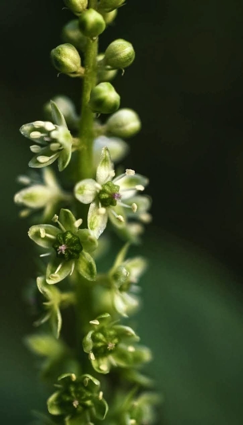 обои menispermaceae, buckwheats