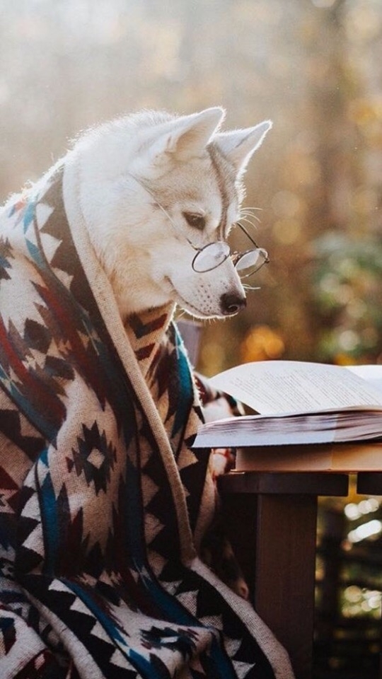 dog read the book 