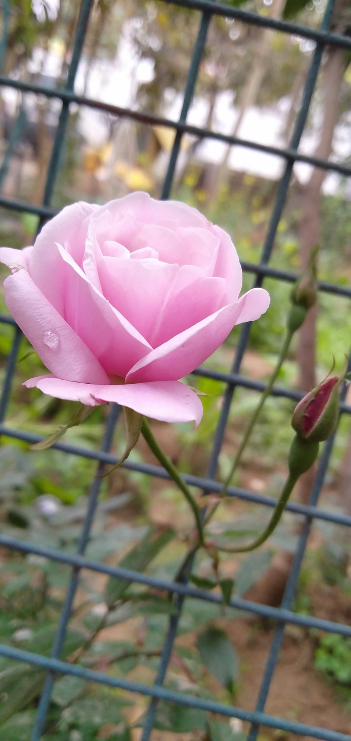 Rose like artificial...