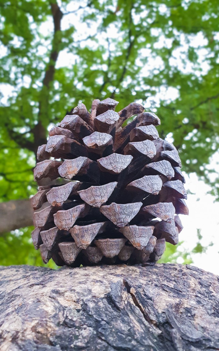 macro_acorn