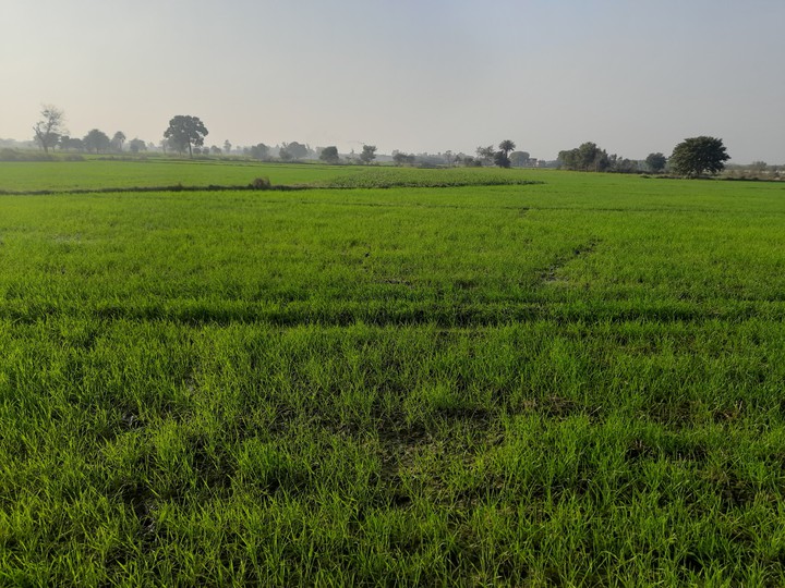 Green Landscape