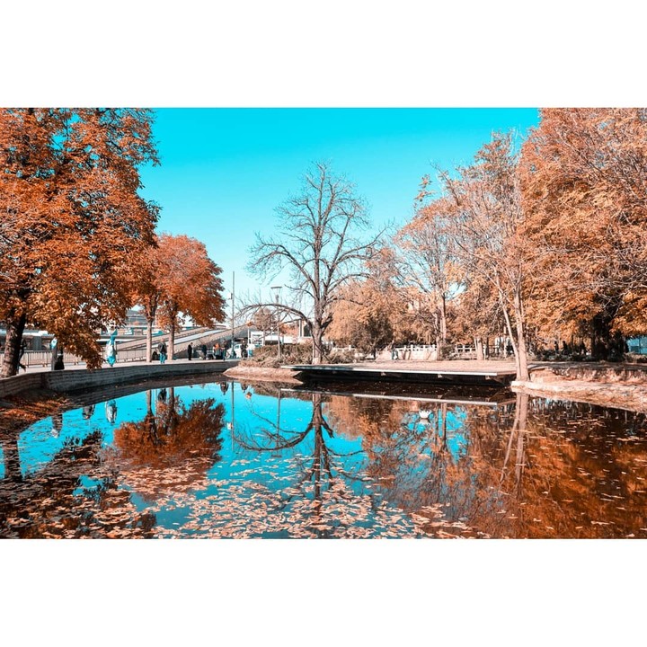 Autumn Trees