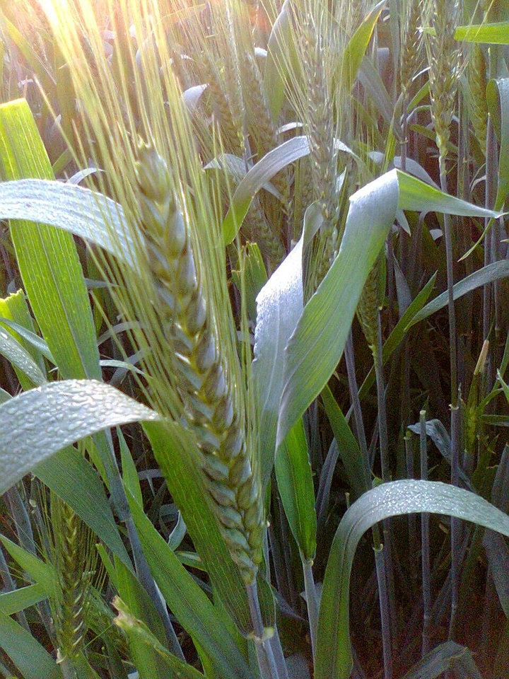 Water drop on the wheat