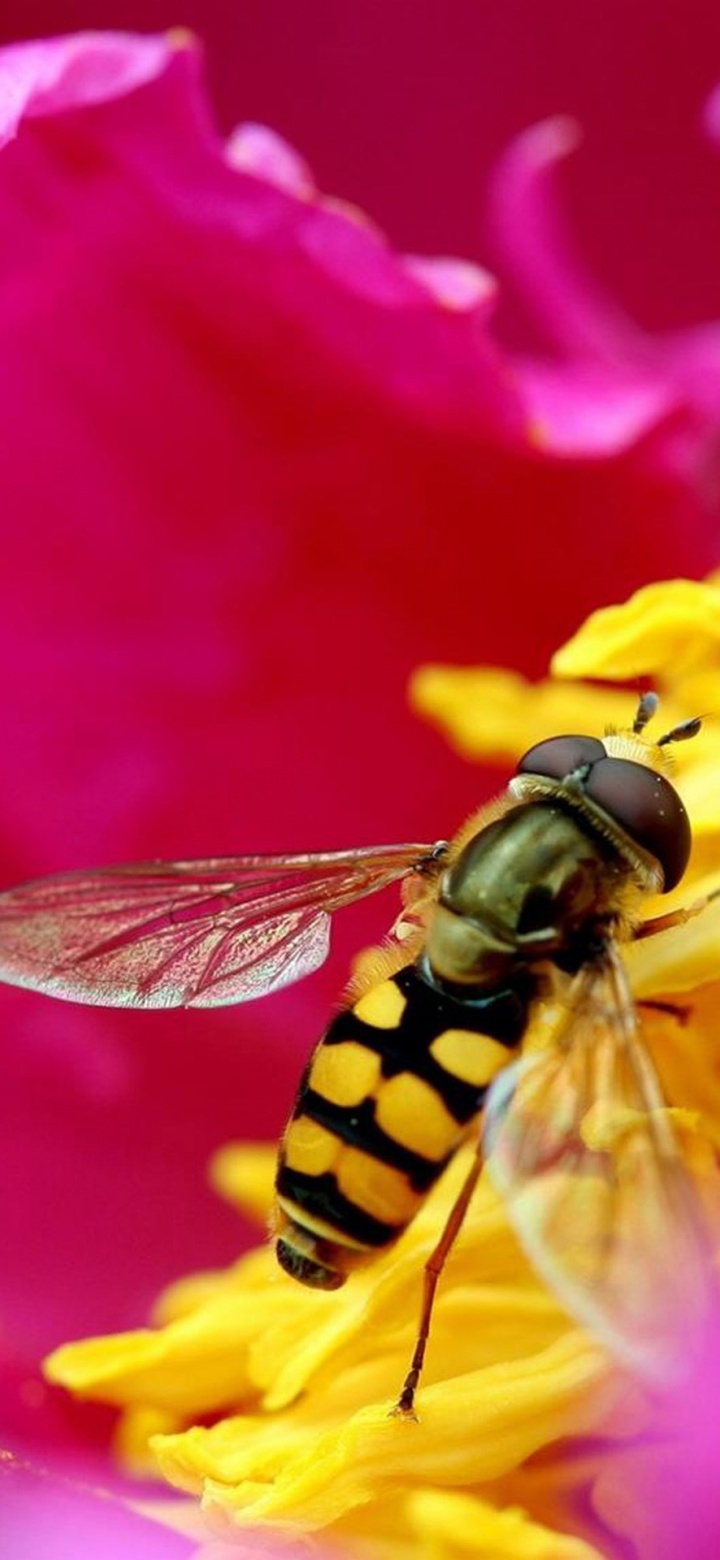 Bee