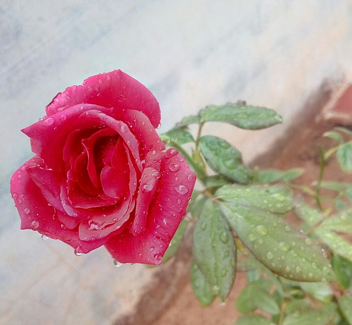 red rose
