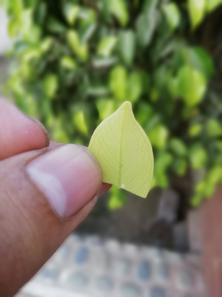 Beauty of Nature