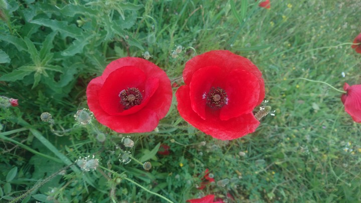 Poppies