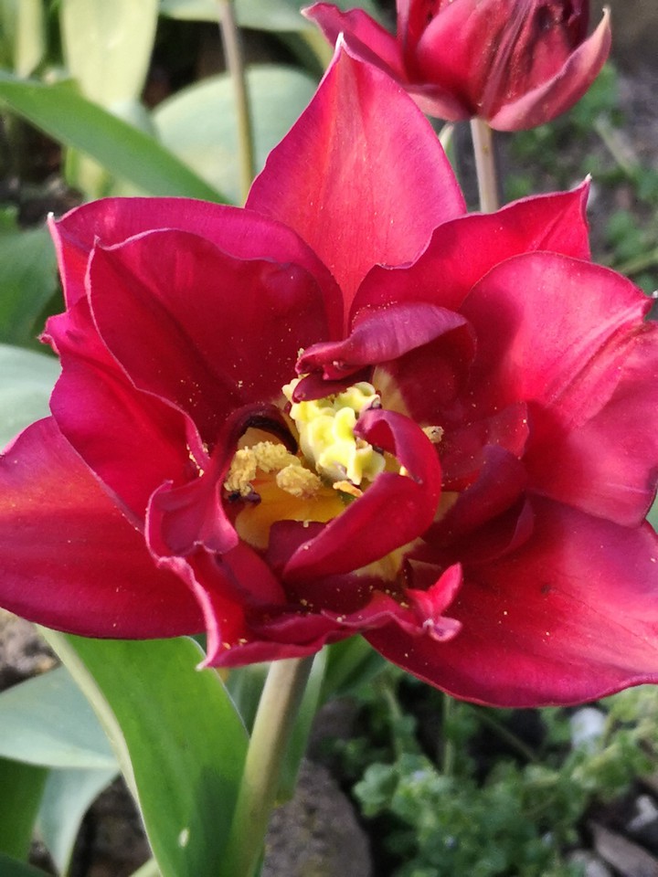 Tulpen Schönheit