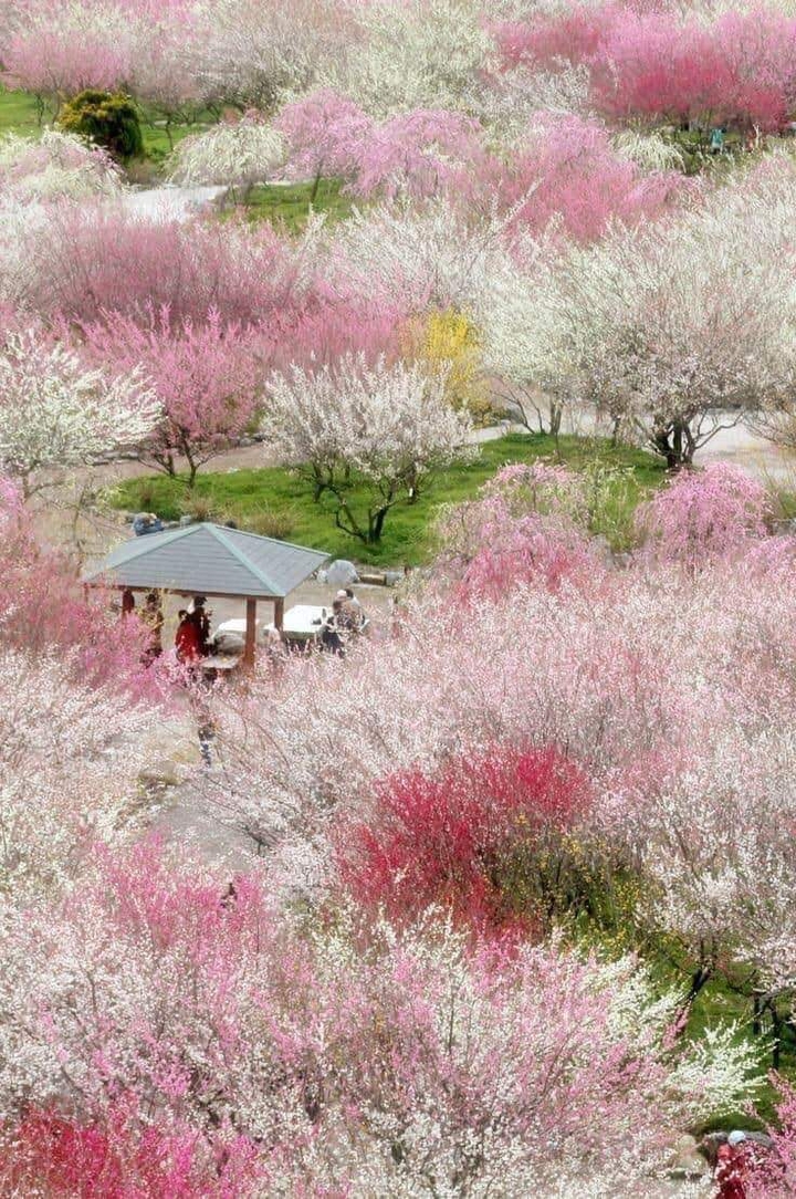 flor de cerejeira, Japão