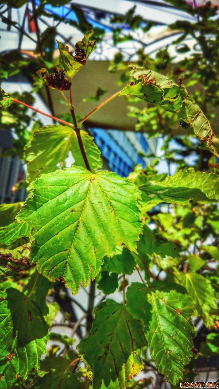 green