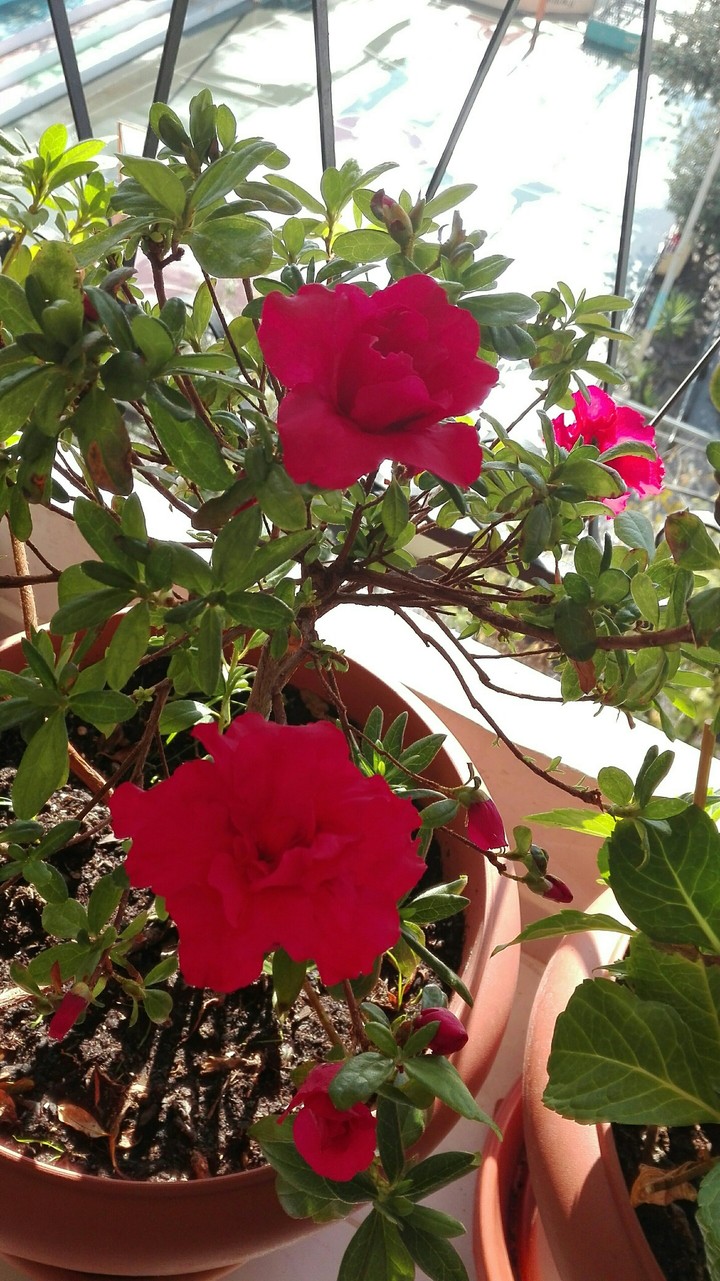 azalea mou photo by eleftheria