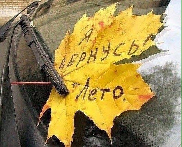tapety windshield, leaf