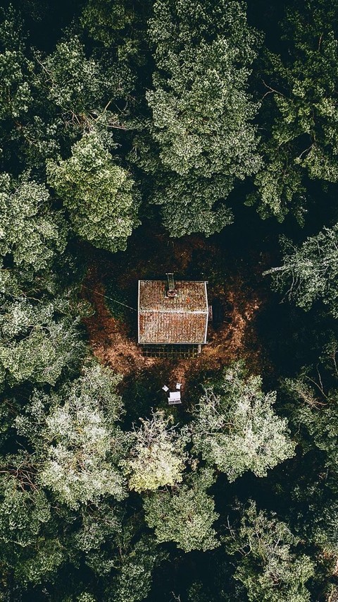 Forest Sweet home