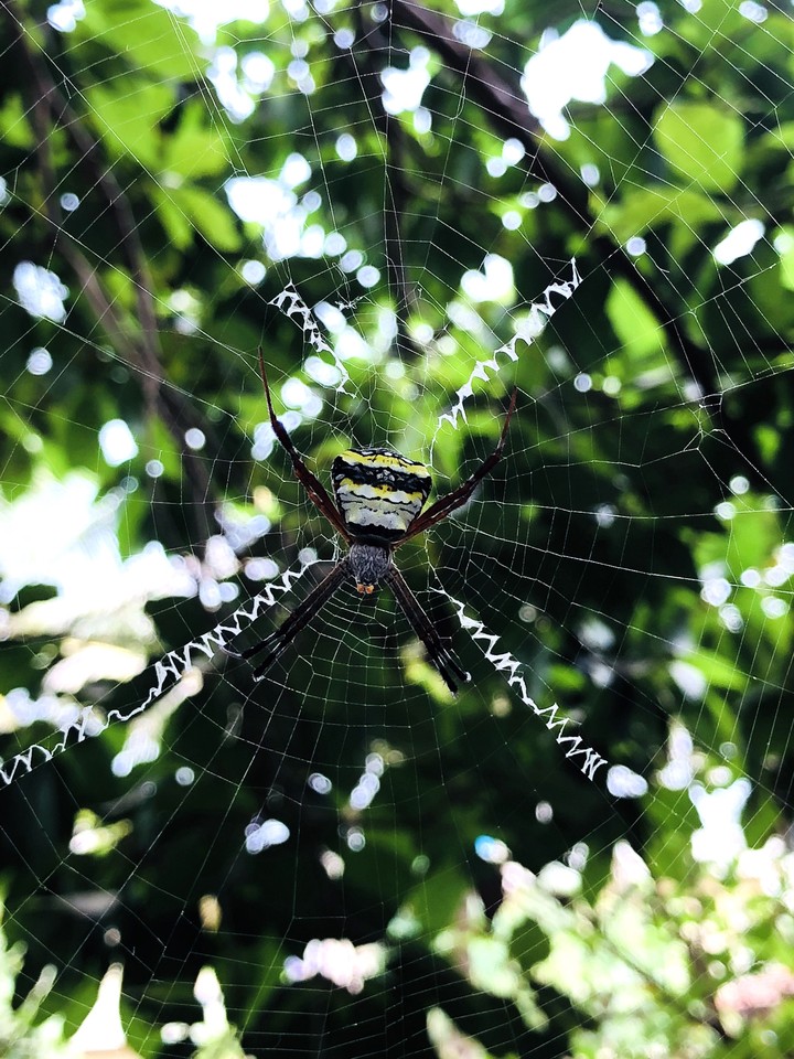 Spidey caught on camera!