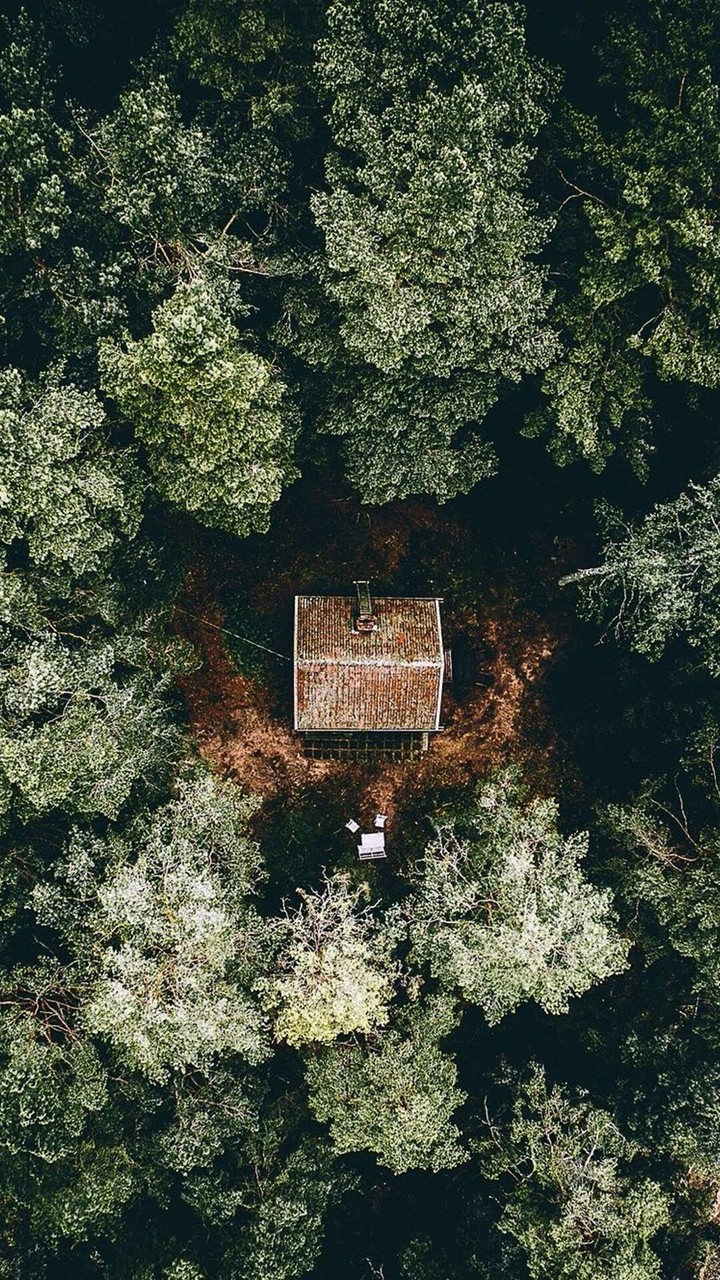 Forest Sweet home