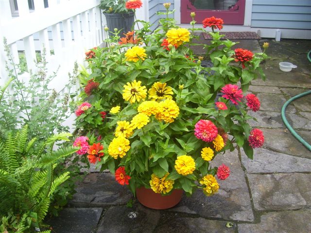spring flowers