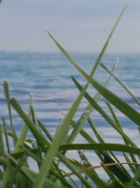 grassy bay